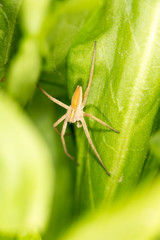 Spider on a green leaf. close-up