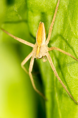 Spider on a green leaf. close-up
