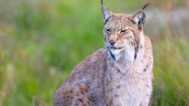 Female lynx sitting in grass meadow