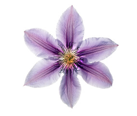 Beautiful lilac clematis