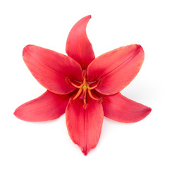 Fototapeta na wymiar Beautiful red lily
