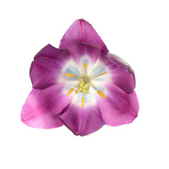 Lilac tulip