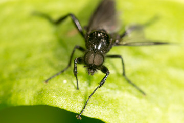 Fototapeta premium portrait of a fly on a green leaf. close