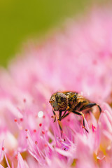 Honey bee on pink flower