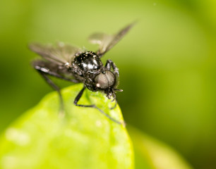 portrait of a fly on a green leaf. close