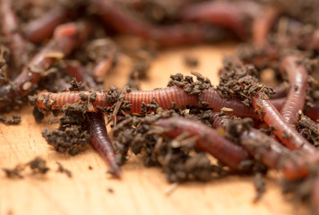 worm on wooden board
