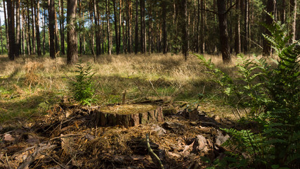 Waldboden mit Baumstumpf