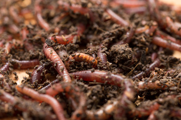 worm on wooden board