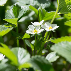 Strawberry flowers in nature