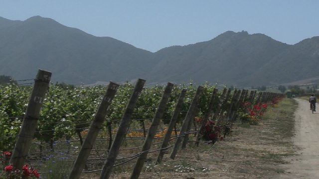 Pan across a vineyard in the Casablanca Valley near Valparaiso, Chile.