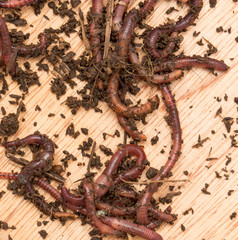 worm on wooden board