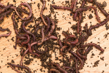 worm on wooden board