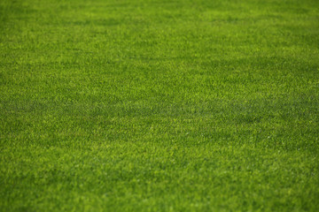 green lawn.