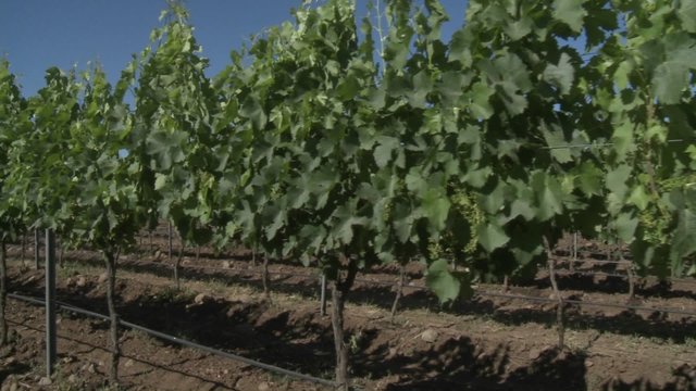 A dolly move through a row of merlot wine vines in Talca, Chile.