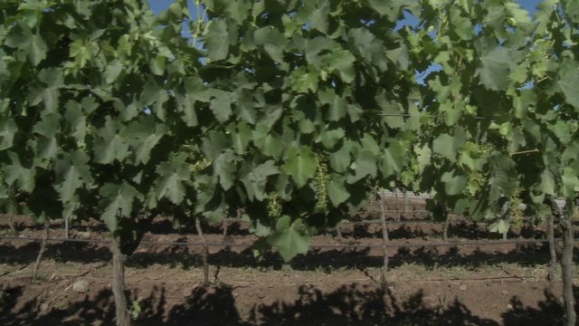 A dolly move through a row of merlot wine vines in Talca, Chile.