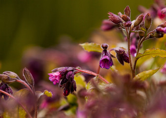 Purple flowers