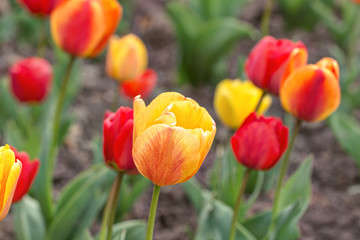 yellow and red tulips