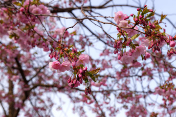 Fototapeta na wymiar branches of pink cherry