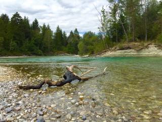 Gestrandeter Baumstamm an der Isar
