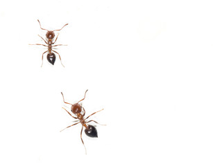 ants on a white wall. close