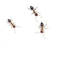 ants on a white wall. close