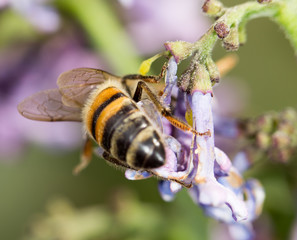 bee on a flower lilac. close