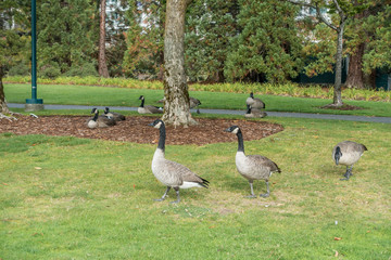 Geese At Coulon Park 2