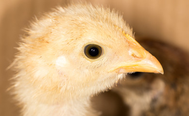 Portrait of a small chicken