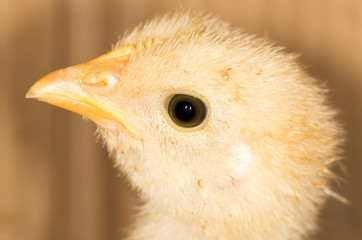 Portrait of a small chicken