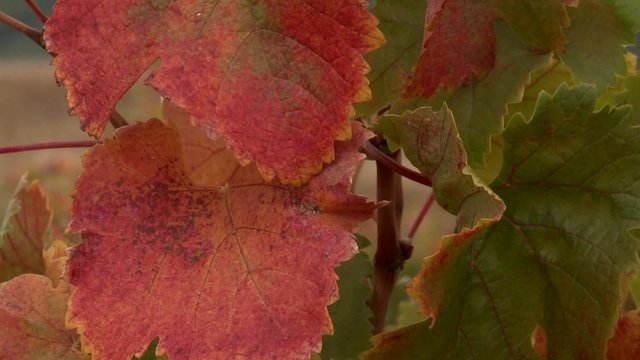 Vertical pan of autumn grape leaves in a vineyard in Talca, Chile.