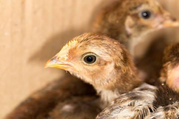 small chicken