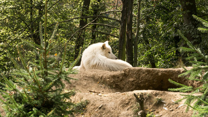 Fototapeta premium White wolf lying on the hill watching who disturbs him