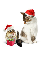 Comic xmas pet, funny chipmunk and cat with santa hat