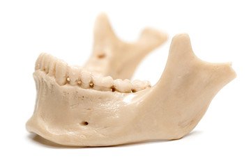 Obraz premium human jaw on a white background
