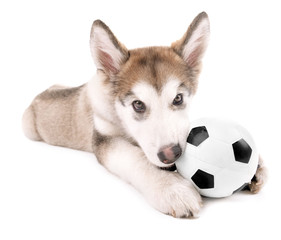 Cute Malamute puppy playing with ball isolated on white