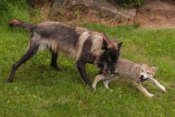 Black Phase Grey Wolf (Canis lupus) Plays with Pup
