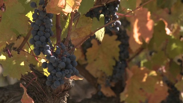 Clusters of red wine grapes waiting for fall harvest in a vineyard near Talca, Chile.