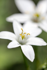 snowdrop flower in nature. close