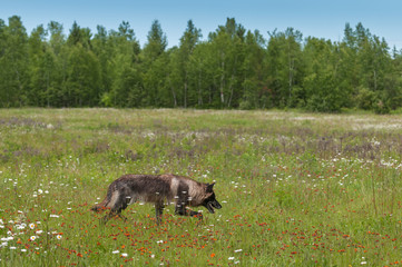 Black Phase Grey Wolf (Canis lupus) Runs Through Field