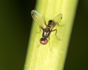 fly in nature. marco