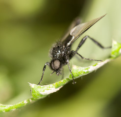 fly on a green leaf. close