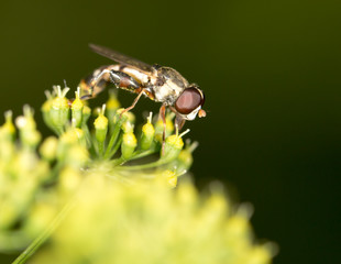 fly in nature. marco