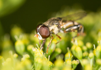 fly in nature. marco