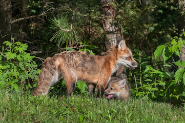 Red Fox Vixen (Vulpes vulpes) with Kit By Edge of Woods