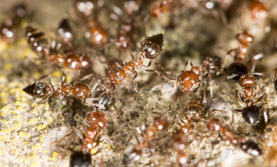ants on the ground. close-up