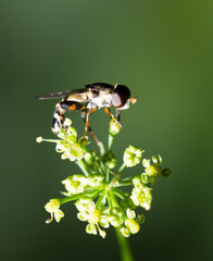 fly in nature. marco