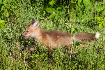 Red Fox Kit (Vulpes vulpes) Runs Left