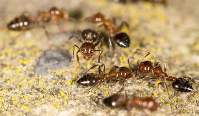 ants on the ground. close-up