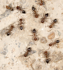 ants on the ground. close-up