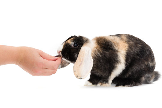 Zwergkaninchen erh&auml;lt Leckerli